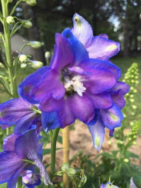 Blooming Blue and Purple flower