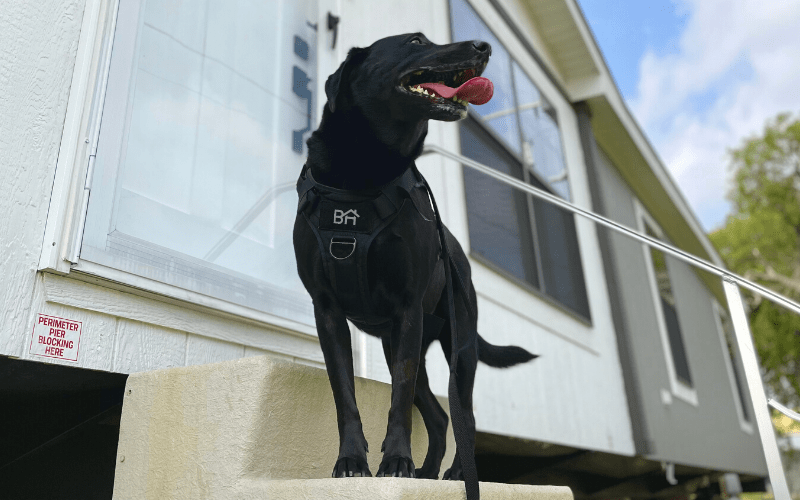 Dog in front of mobile home